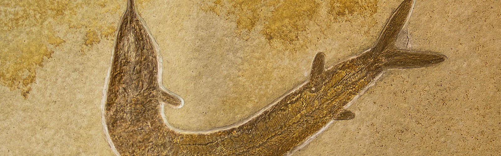 Versteinerter Fisch, Sonthofen